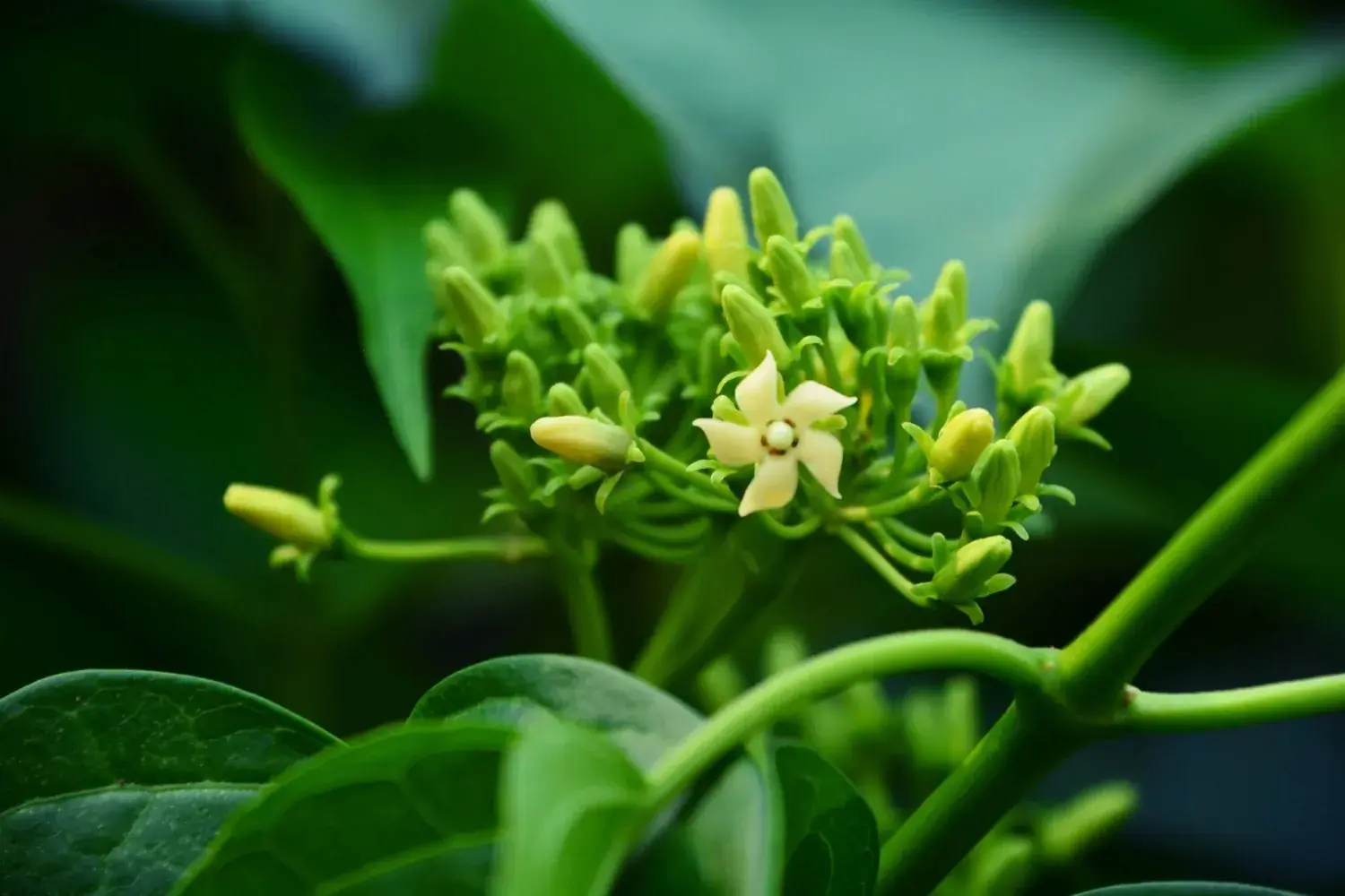 Gymnema Sylvestre ingredient in GlucoZen for craving control